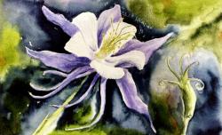 Columbine Flower